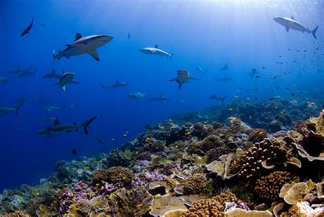 Study in Nature: Protecting the Ocean Delivers a Comprehensive .
